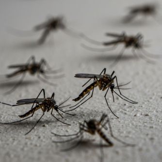 Zancudos de control de plagas