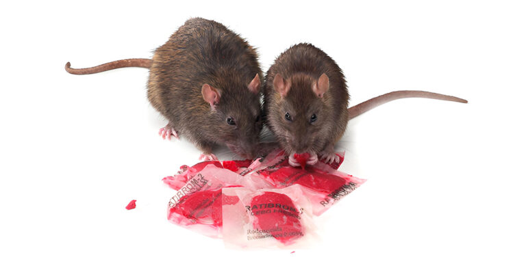 Veneno para ratas para la desratización